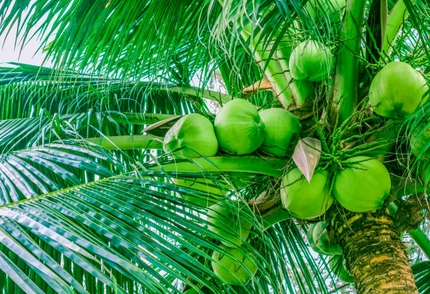 The top of a palm tree with branches and large bunches of coconuts. Close-up