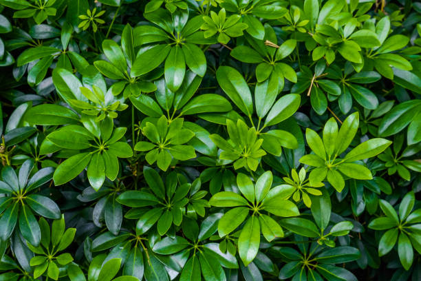 istock Green grass texture background. It best for creative, wallpaper, and abstract. 1159726064