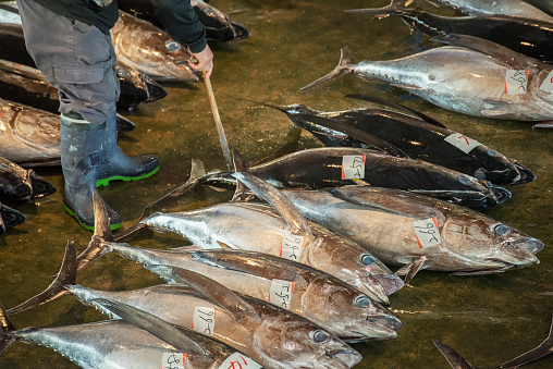 Giant tuna fish is selling in Katsuura fish market, Wakayama, Japan