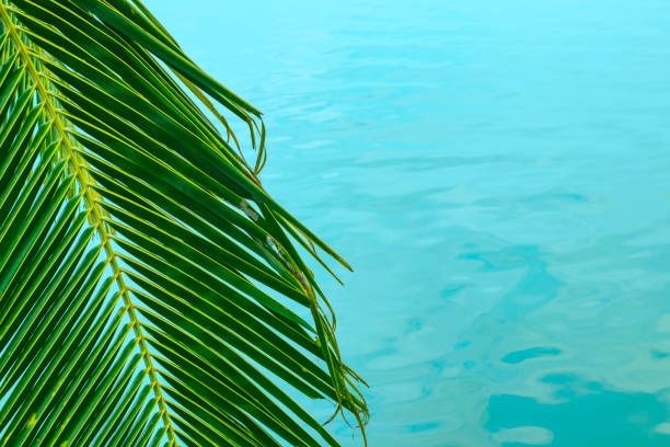 A hanging palm branch hangs on the left and blue sea water with clouds reflected on the right