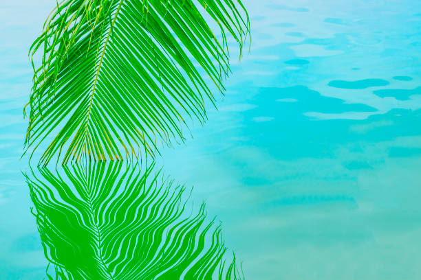 istock Palm branch hanging in the water 1159726653