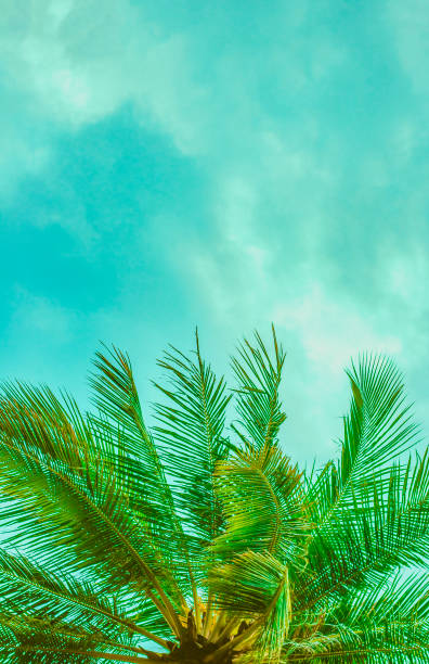 istock Top of a palm tree bottom view 1159726814