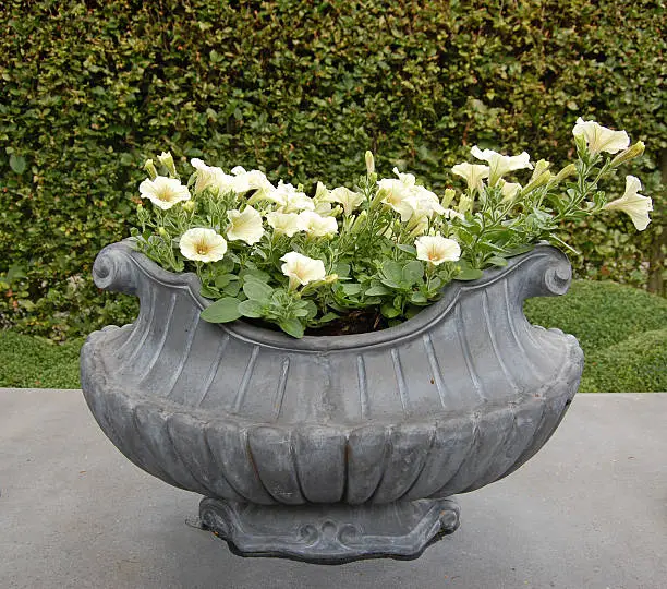 Vase planted with surfinias.