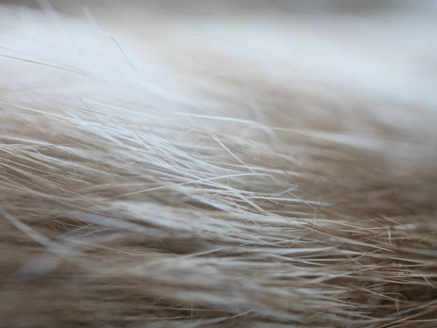 istock close up cat fur white and brown colour 1159728574