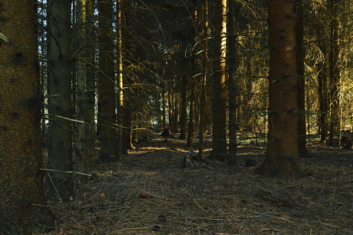 Dense and dark spruce forest illuminated by yellow evening sun light