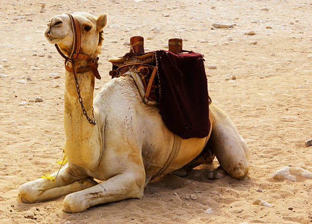 Camel stock photo