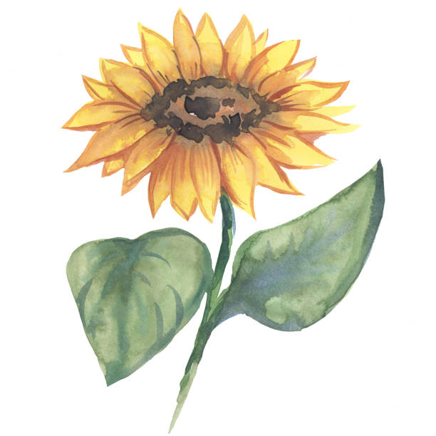 istock sunflower watercolor illustration of a color image on a white background 1159730158