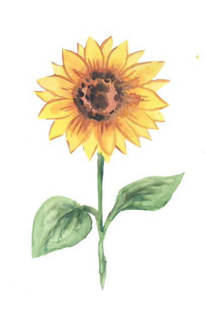 istock sunflower watercolor illustration of a color image on a white background 1159730173