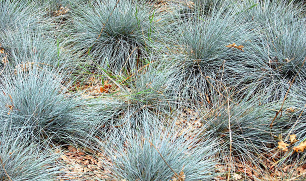 Festuca Glauca (Blue Fescue) Ornamental grass with blue gray foliage. festuca glauca stock pictures, royalty-free photos & images