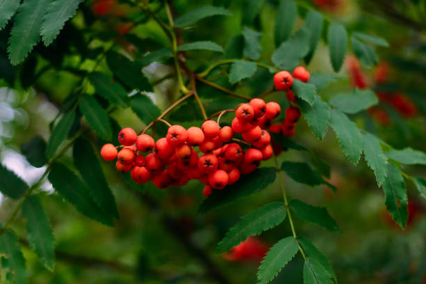 ripe orange berries of ash on a branch ripe orange berries of ash on a branch close rowanberry stock pictures, royalty-free photos & images