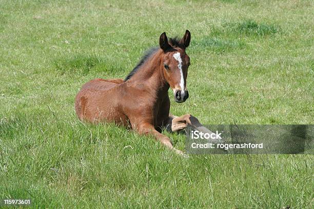 Potro Caballos En Hierba Foto de stock y más banco de imágenes de Acostado - Acostado, Animal, Animal joven