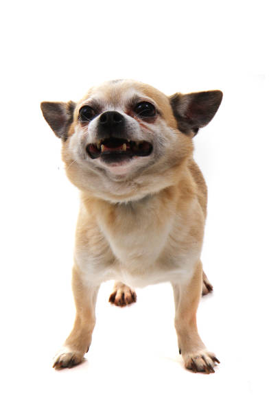 istock short hair chihuahua isolated 1159736049