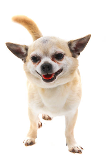 istock short hair chihuahua isolated 1159736050