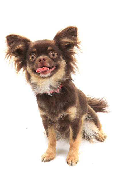 istock brown long hair chihuahua isolated 1159736056