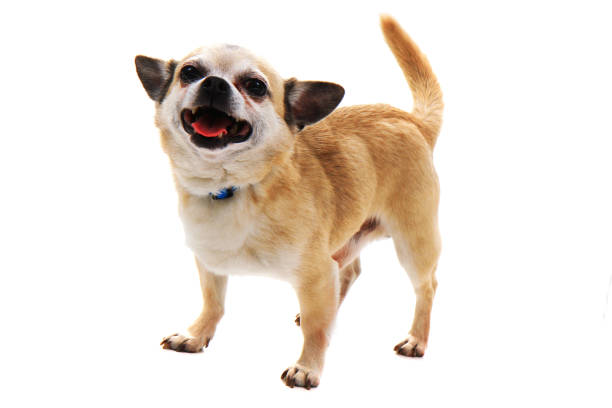 istock short hair chihuahua isolated 1159736061
