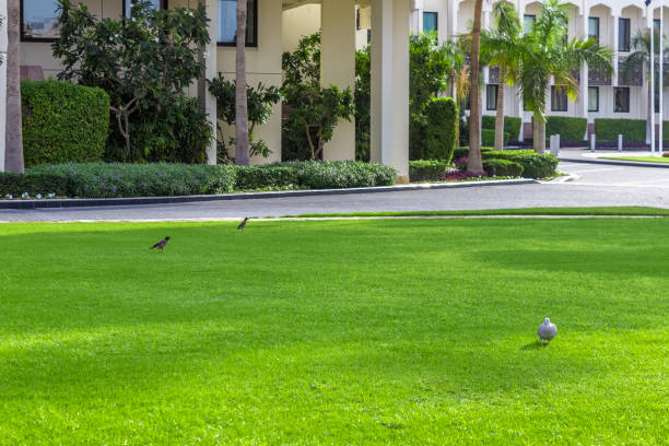 Large green lawn in front of the city building.