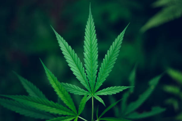 istock marijuana plant growing outdoors,Hand Holding Marijuana Leaf with Cannabis Plants 1159738149