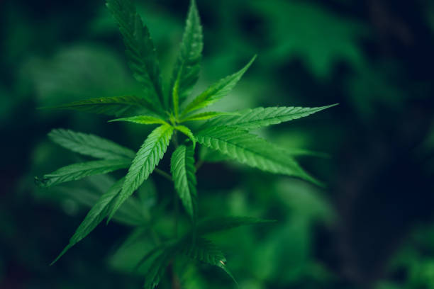 istock marijuana plant growing outdoors,Hand Holding Marijuana Leaf with Cannabis Plants 1159738152