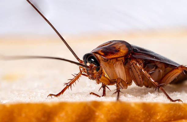 istock cockroach on a slice of bread 1159738161