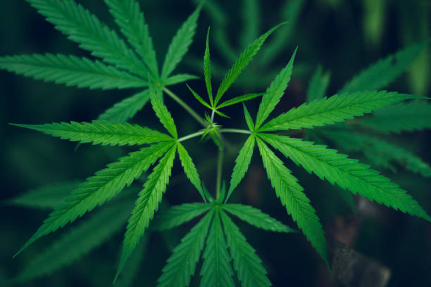 istock marijuana plant growing outdoors,Hand Holding Marijuana Leaf with Cannabis Plants 1159738261