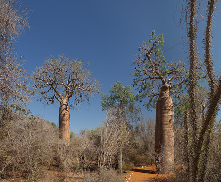 Landscape with Adansonia rubrostipa aka fony baobab tree, Reniala reserve park, Toliara, Madagascar