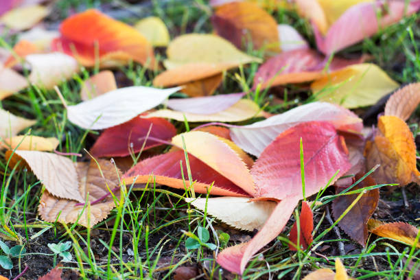 A multicolored autumn leaves on the grass, a autumn background