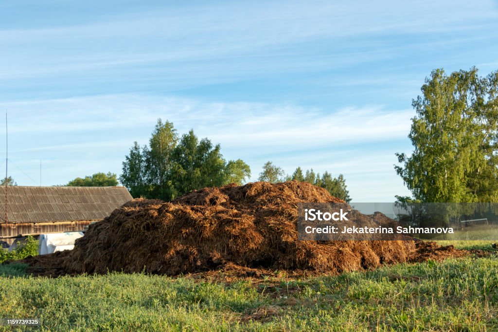 Pile of Manure on organic green farm field in countryside at sunrise Pile of raw cow Manure on the Farmyard. Close up of heap of dung in green field on the farm yard, Traditional rural scene in countryside at sunrise Animal Dung Stock Photo