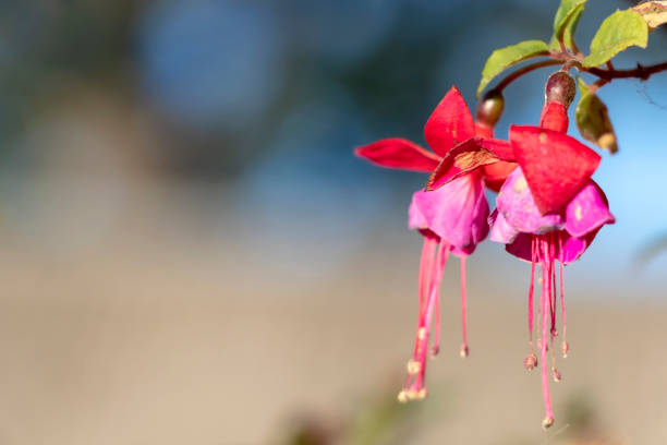 ボケ効果を持つ緑と青の背景を持つイチジク上の小さな赤ピンク紫色の野生の花 - figth ストックフォトと画像