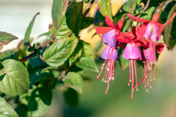 ボケ効果を持つ緑と青の背景を持つイチジク上の小さな赤ピンク紫色の野生の花 - figth ストックフォトと画像