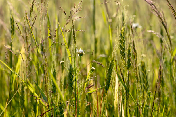 若い小麦の芽の緑のフィールド、地平線に - field landscape green wheat ストックフォトと画像