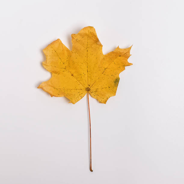 istock Dry yellow leaf isolated on the white background 1159742171