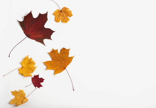 istock Autumn leaves isolated on the white background 1159742318