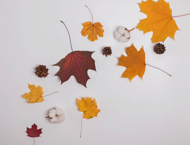 istock Creative autumn composition with yellow and red leaves, pine cones and cotton buds 1159742339