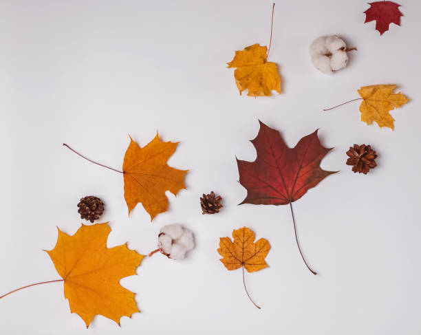 istock Creative autumn composition with yellow and red leaves, pine cones and cotton buds 1159742342