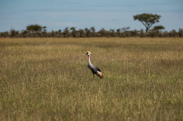 Single grey crowned crane or  Balearica regulorum, standing in green pasture