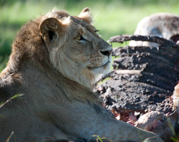 lew patrząc w prawo pokazując grzywę i złotobrązowe oko - masai mara national reserve masai mara lion cub wild animals zdjęcia i obrazy z banku zdjęć