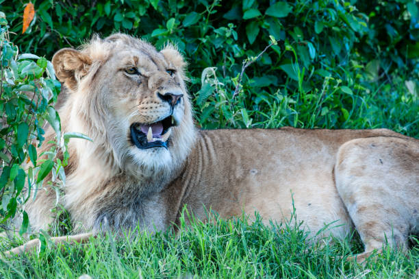 lew siada i patrzy w prawo pokazując zęby - masai mara national reserve masai mara lion cub wild animals zdjęcia i obrazy z banku zdjęć