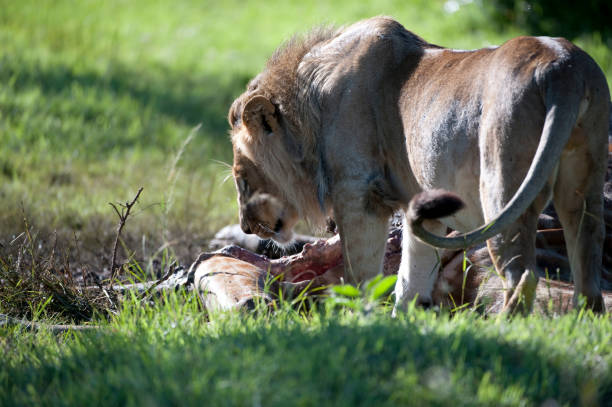 duży lew stojący z tyłem do kamery i ogonem uniesiony - masai mara national reserve masai mara lion cub wild animals zdjęcia i obrazy z banku zdjęć