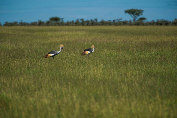 Pair of grey crowned crane or  Balearica regulorum
