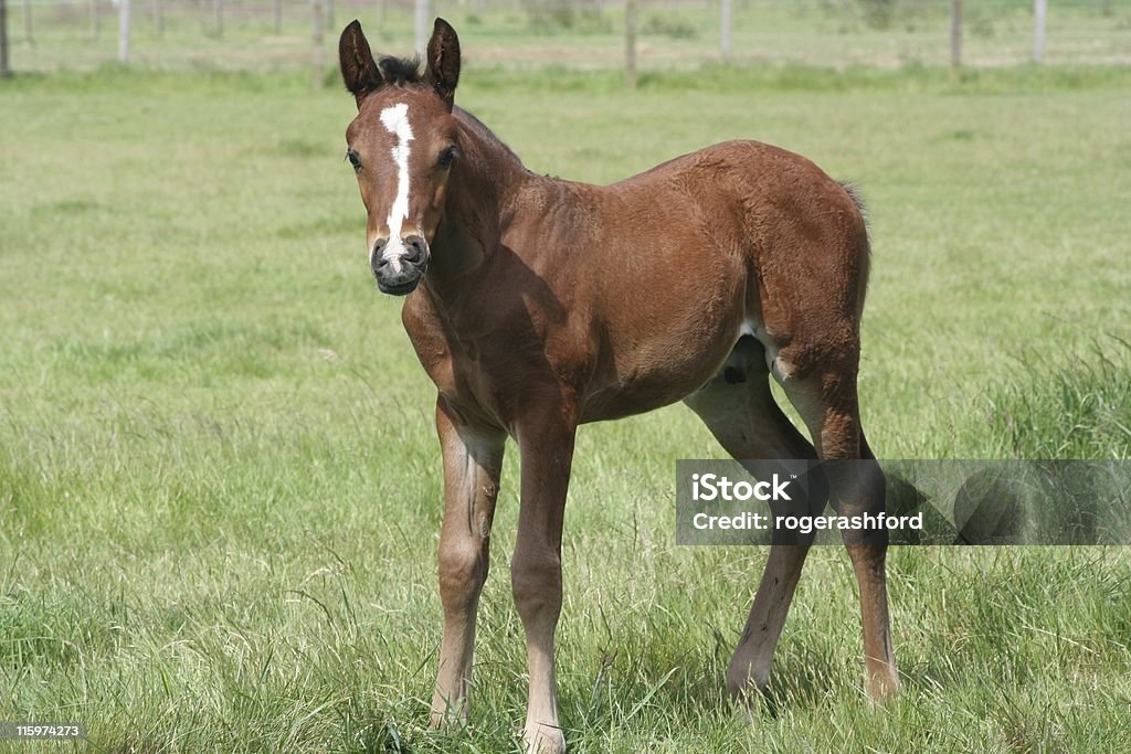 Thoroughbred Puledro in piedi - Foto stock royalty-free di Animale