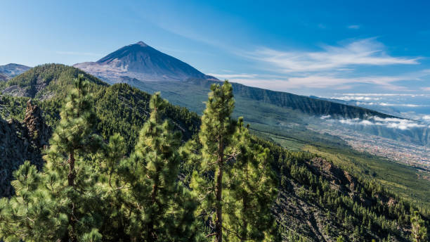 istock The top of Teide volcano, surrounded by pine trees 1159743482