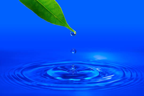 istock a drop of water falling from a green leaf into the water. splash on water 1159743612