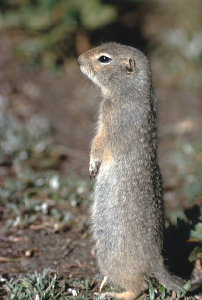 istock Golden-Mantled Ground Squirrel (Callospermophilus Lateralis) 1159743641