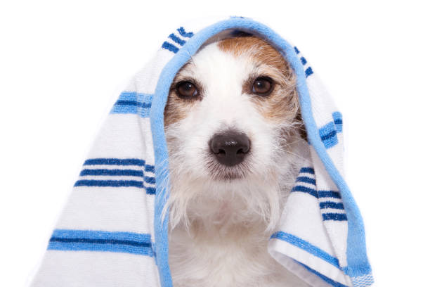 istock Dog wrapped with a blue towel ready for bathing. Isolated on white background 1159743901