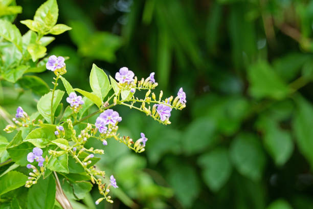 istock Duranta erecta flowers blooming and young leaves. Golden dewdrop 1159744699