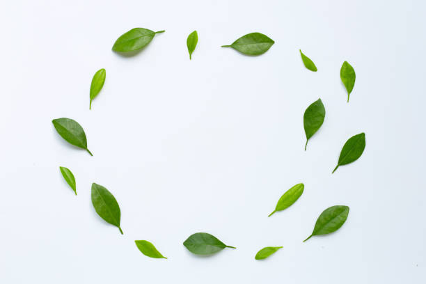 istock Citrus leaves circle on a white background. 1159744933