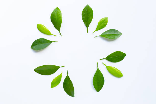 istock Citrus leaves circle on a white background. 1159745354