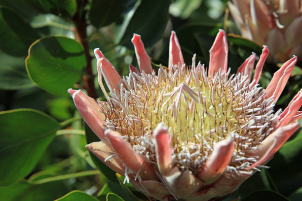 istock King Protea Flower Blossom (Protea cynaroides) with Pink Spikes 1159745358