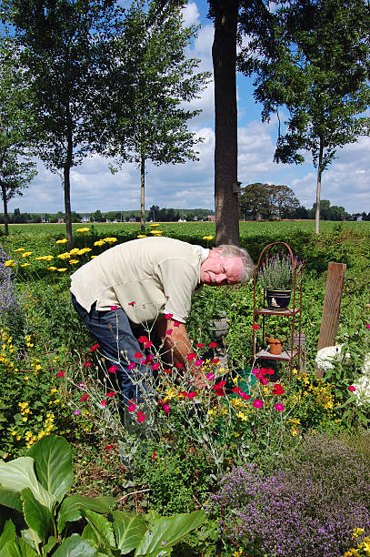 istock Caucasian senior man working in the back yard 115974620