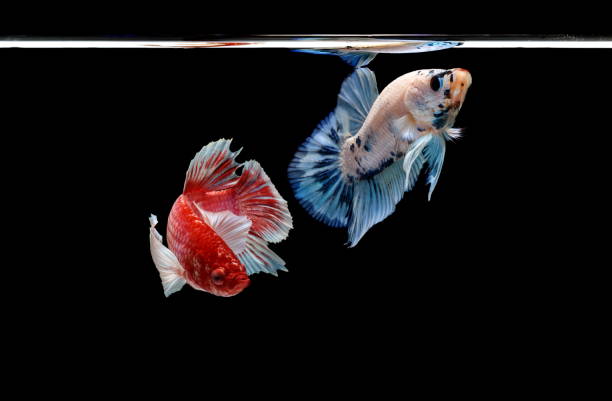 istock Siamese fighting fish, Betta splendens, colorful fish on a black background, Halfmoon Betta. 1159746300